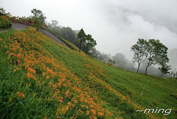 金針山青山農場