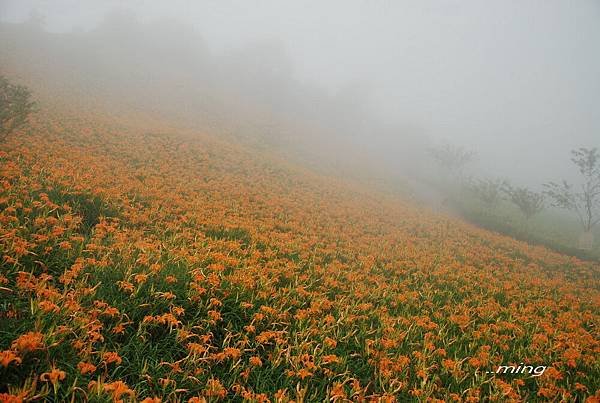 太麻里金針山青山農場