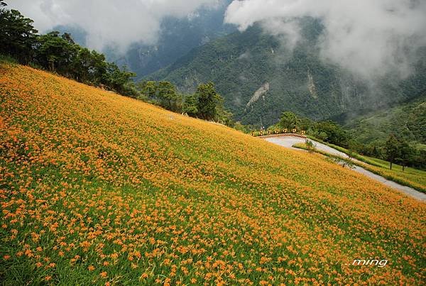 太麻里金針山青山農場