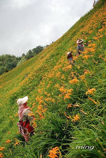 太麻里金針山青山農場