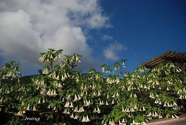 太麻里金針山青山農場