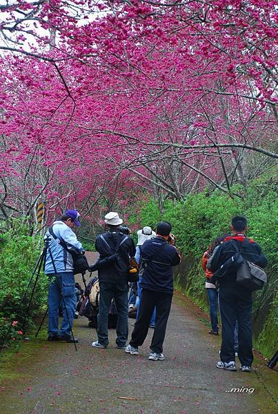 太麻里金針山青山農場