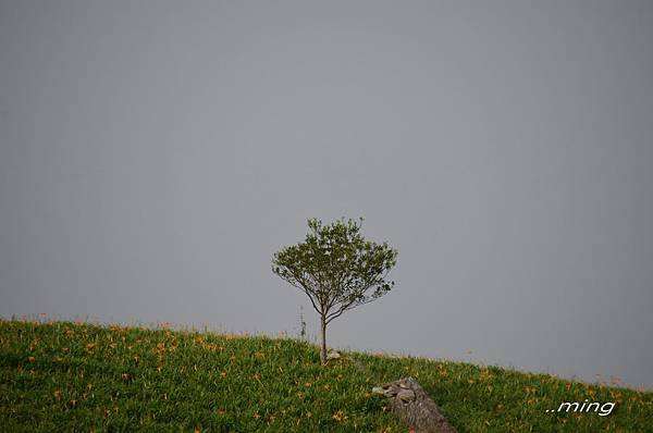 太麻里金針山青山農場