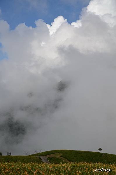 太麻里金針山青山農場