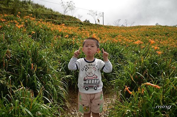 太麻里金針山青山農場