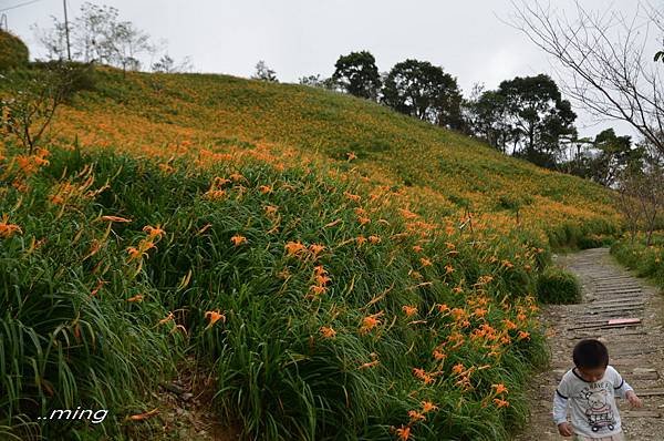 太麻里金針山青山農場