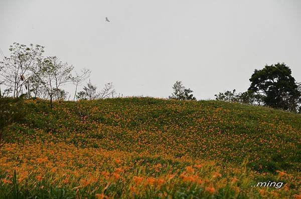 太麻里金針山青山農場