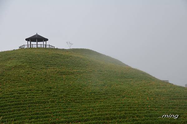 太麻里金針山青山農場