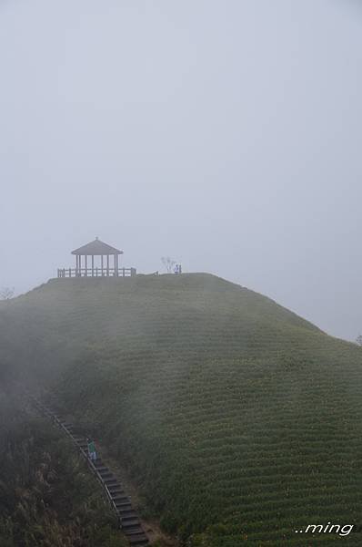 太麻里金針山青山農場