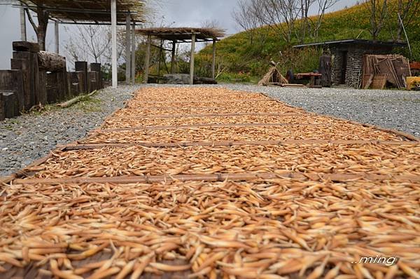 太麻里金針山青山農場