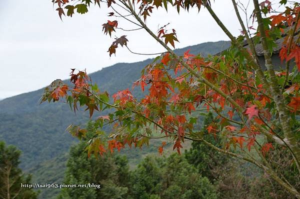 金針山青山農場