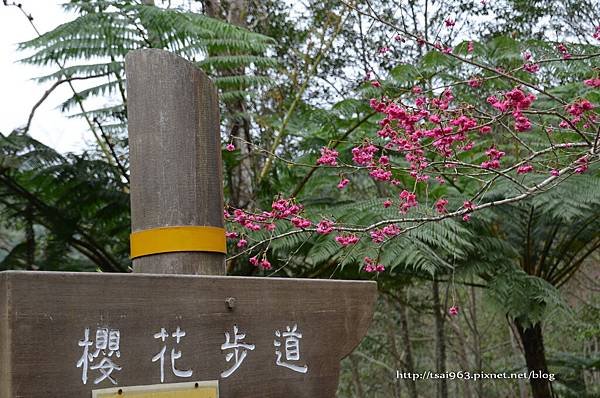 金針山青山農場