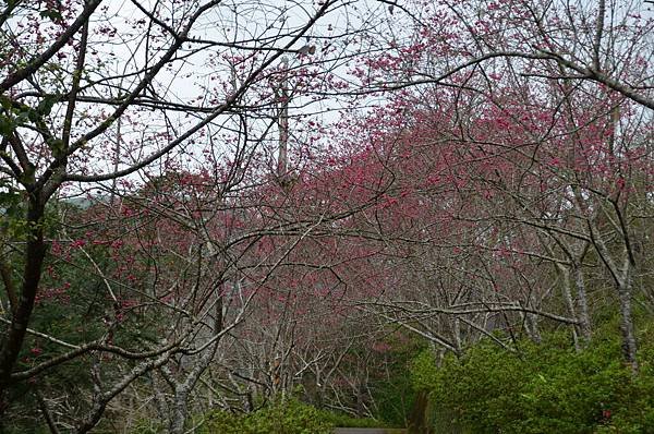 金針山青山農場