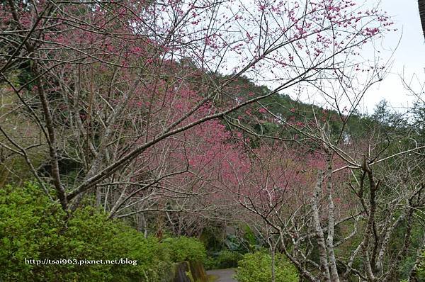 金針山青山農場