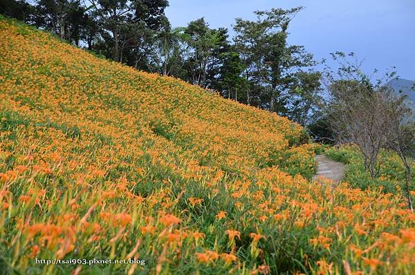 金針山青山農場