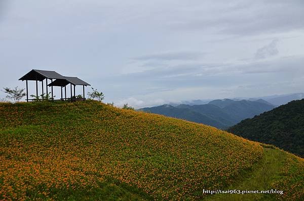 金針山青山農場