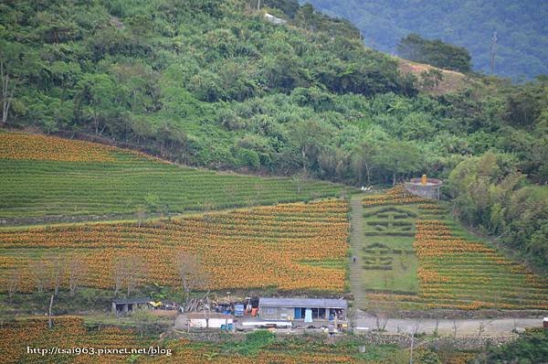 金針山青山農場