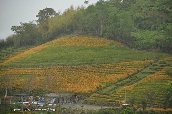 金針山青山農場