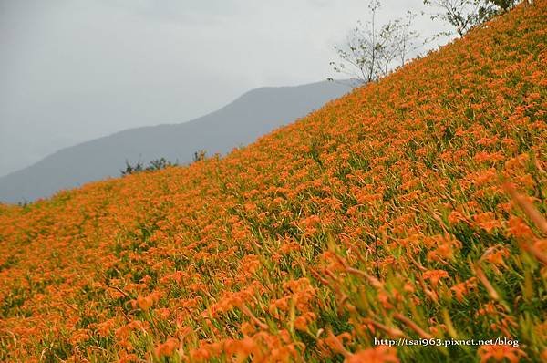 金針山青山農場