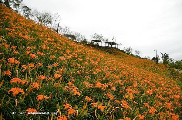 金針山青山農場
