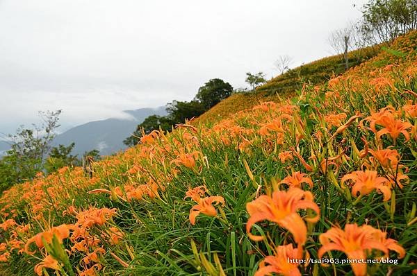 金針山青山農場