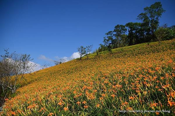 金針山青山農場