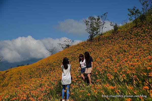 金針山青山農場