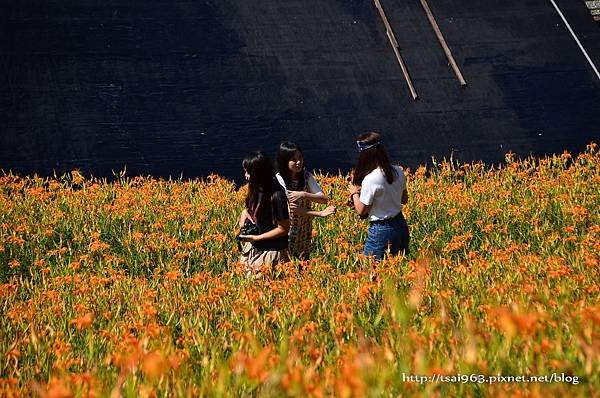 金針山青山農場
