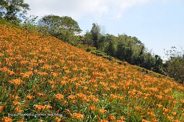 金針山青山農場