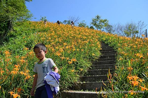 金針山青山農場