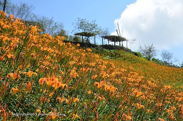 金針山青山農場