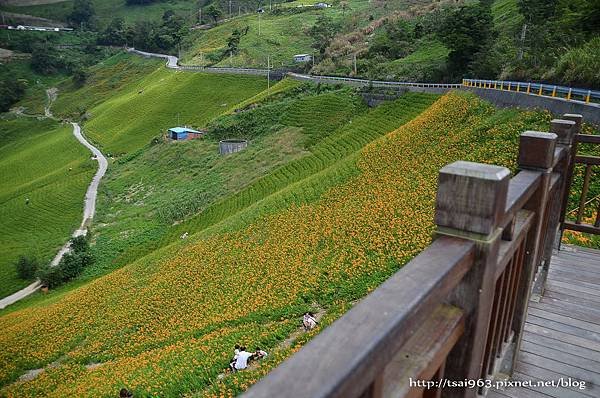 金針山青山農場