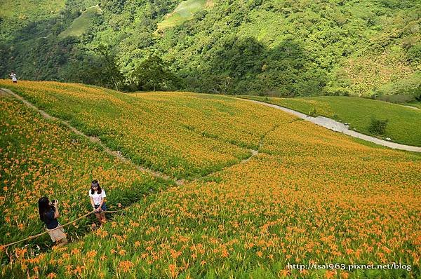 金針山青山農場