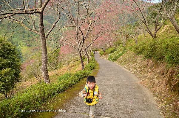 金針山青山農場