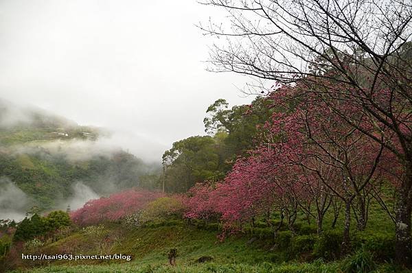 金針山青山農場