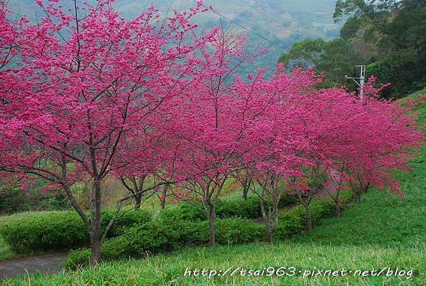 太麻金針山青山農場