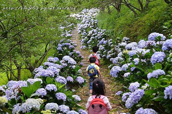 太麻金針山青山農場