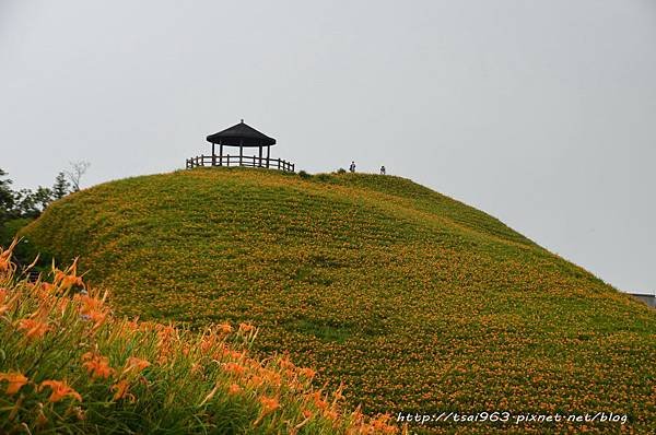 台東金針山青山農場