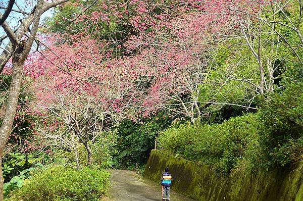 金針山青山農場