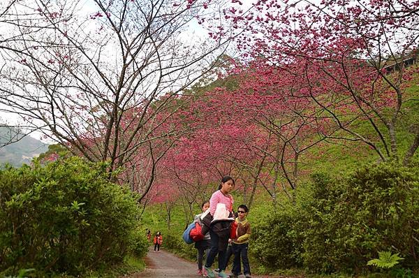 金針山青山農場