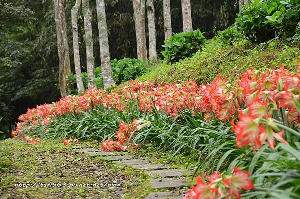 金針山青山農場