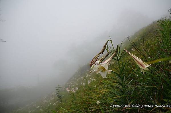 金針山青山農場