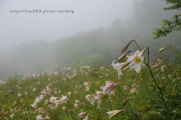 金針山青山農場