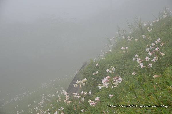 金針山青山農場