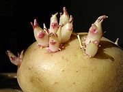 180px-Potato_sprouts.jpg