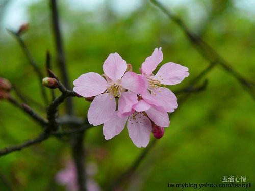 櫻木花道奇遇記(櫻花嫁接與孵芽)