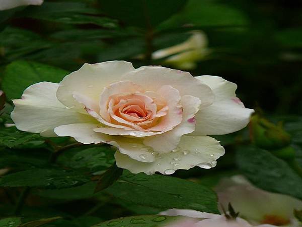 P1550648