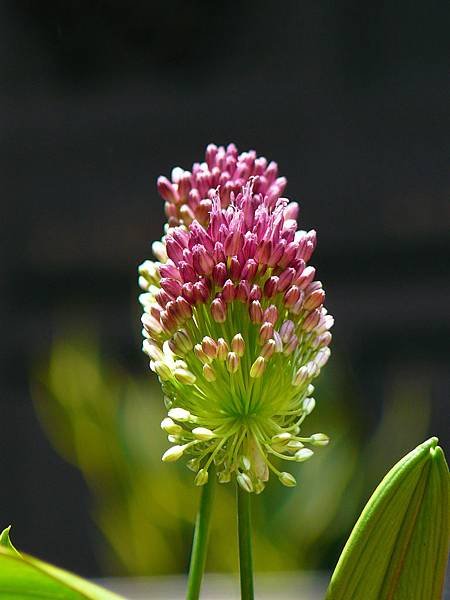 P1590454