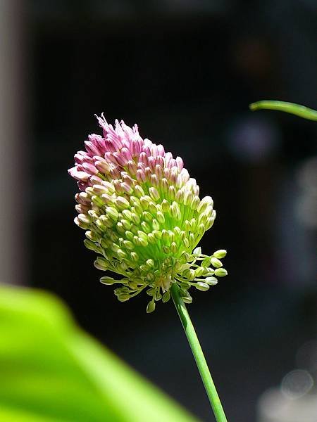 P1590448