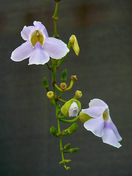 P1590550